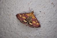 Pyrausta purpuralis