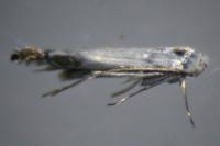 Lyonetia clerkella
