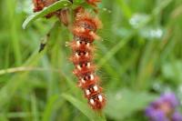 Acronicta rumicis
