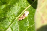 Hedya nubiferana