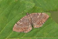 Rheumaptera undulata