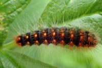 Acronicta auricoma