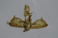 Anthophila fabriciana