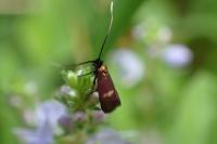 Cauchas fibulella