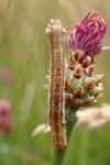 Ectropis crepuscularia