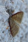 Idaea humiliata