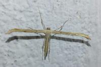 Emmelina monodactyla