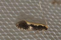 Monopis obviella