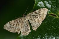 Rheumaptera undulata