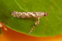 Caloptilia cuculipennella