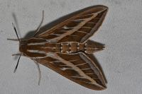 Hyles livornica