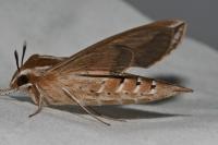 Hyles livornica