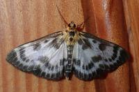 Anania hortulata
