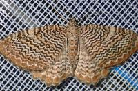 Rheumaptera undulata