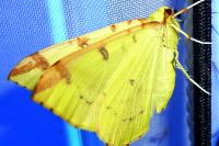 Opisthograptis luteolata
