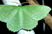 Geometra papilionaria