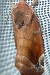 Cosmia pyralina