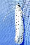 Yponomeuta evonymella