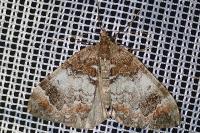 Dysstroma truncata