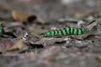 Saturnia pavonia