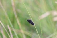 Odezia atrata
