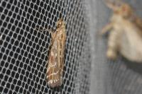 Pempeliella ornatella