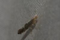 Argyresthia spinosella