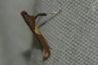 Caloptilia falconipennella