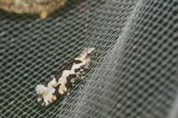 Ypsolopha sequella