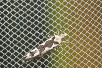 Ypsolopha sequella