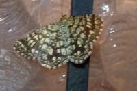 Chiasmia clathrata