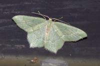 Hemithea aestivaria