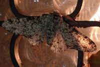 Biston betularia
