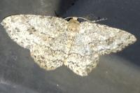 Hypomecis punctinalis