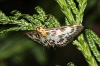Anania hortulata