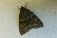 Catocala nupta