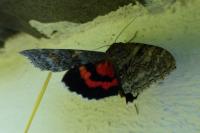 Catocala nupta