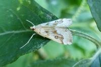 Parapoynx stratiotata
