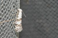Scythropia crataegella