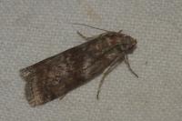 Phycita roborella