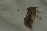 Autographa pulchrina