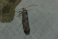 Paraswammerdamia nebulella