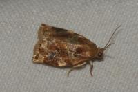 Archips xylosteana