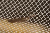 Coleophora