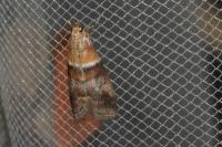 Acrobasis repandana