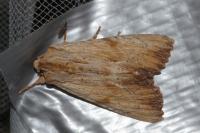 Apamea lithoxylaea