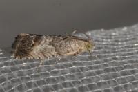 Cydia splendana