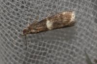 Elegia similella