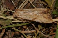 Apamea lithoxylaea