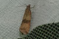 Celypha striana